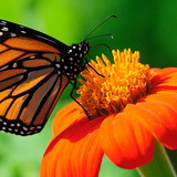 Aline Paulino da silva