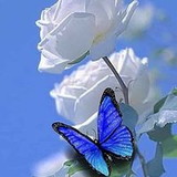 Karol Amaral Andre Custodio