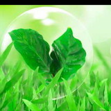 Vert Artesanato de Madeira