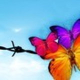 Roseli Ferreira da Silva