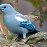 Dirceu Aparecido Borges