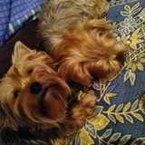 Deborah de Almeida Lima