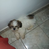 Berenice Antonio Soares Damasceno