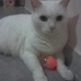 MARIA IZABEL DE BRITO LOPES