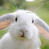 FRANCIELE TAUCHERT DA SILVA