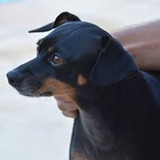 Bruno Barcellos Annunziata