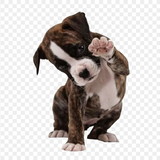 valber wesley de sousa silva