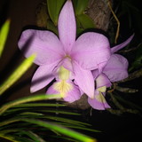 Luciene Pache Caetano