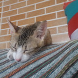 Rafahel da Silva Ramos