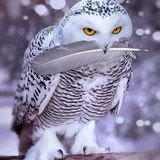 Adriana Carla Monteiro Beraldo