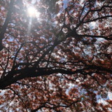 Diogo Gabriel Cabral da Costa