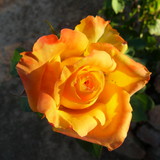 JULIANA DOS REIS RODRIGUES