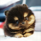 LUIZA CORREA PRADO OLIVIA