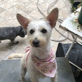 Thainã Rodrigues Pismel