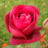 Quedma de Souza Fermiano Santana