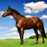 Jonathan do nascimento santos