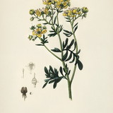 Beatriz Cavalcanti de Arruda