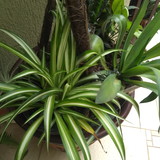 Renata bela de oliveira