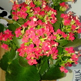 Eliana teixeira dos anjos