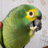 Jose ricardo de souza ross