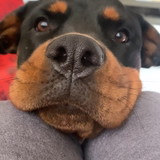 Flavia Canepa Couto Bezerra Charao