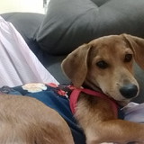 Thays Vieira Domingues