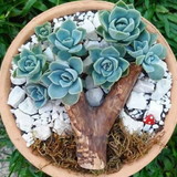 Maria Fernanda Omoto B. Maldonado