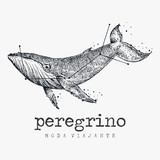 Peregrino