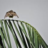 DANIELA DE SIQUEIRA BUISSA