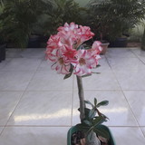 ARISTIDES RAMOS DORNELES