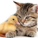 Rosana Maria de Souza