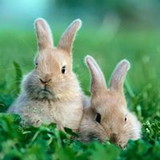 Edicleia Santos marinho