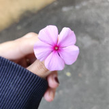 Victoria Lyra Pavanelo