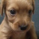 Ana Carolina Assis de Miranda Toyama