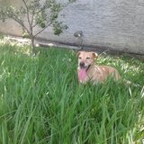 José Américo Capellari