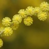 Mimosa Flor Artes & Artes