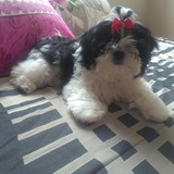 Vanessa Jesus dos Santos