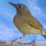 Criatório Pavarotti