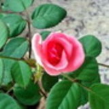 Rosa Ana Simplicio dos Santos Silva