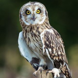 Antônia Regina Veras de Souza