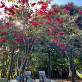 Lorrane Leão dos Santos