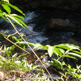 Layanna Prado de Oliveira