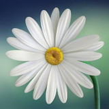 Raquel P Leite Dorth