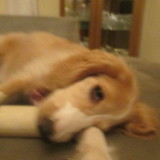 lucileia rocha de oliveira brito