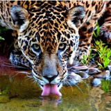 Francisco José Rezende