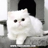 gleuci pereira dos santos