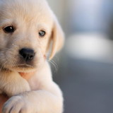 SEGUNDO NILO MESTANZA MUNOZ