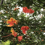 Patrícia Guimarães Oliveira Vieira