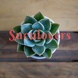 Larissa Maffezzolli Tavares