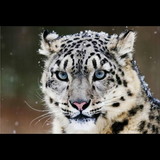 Nayara Flores Silveira Dias